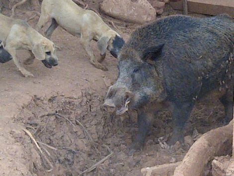 hog_14_268200239_std.jpg