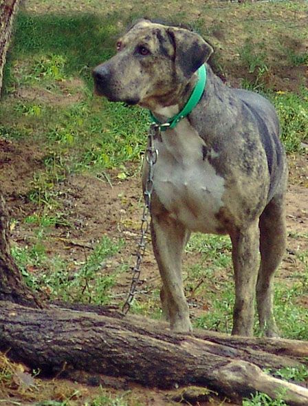 s20bosco20portrait2010-4-09_edited-1.jpg