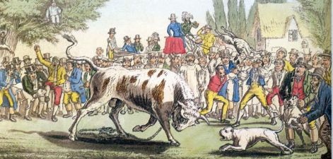 ullbaitpicweb_american_bulldog_old_southern_white_white_english_bulldog.jpg